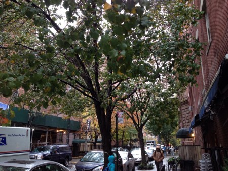 After the snow in NYC